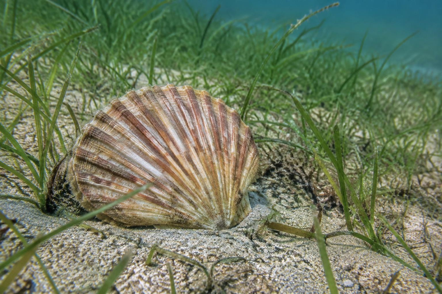 Kammmuschel zwischen Seegras