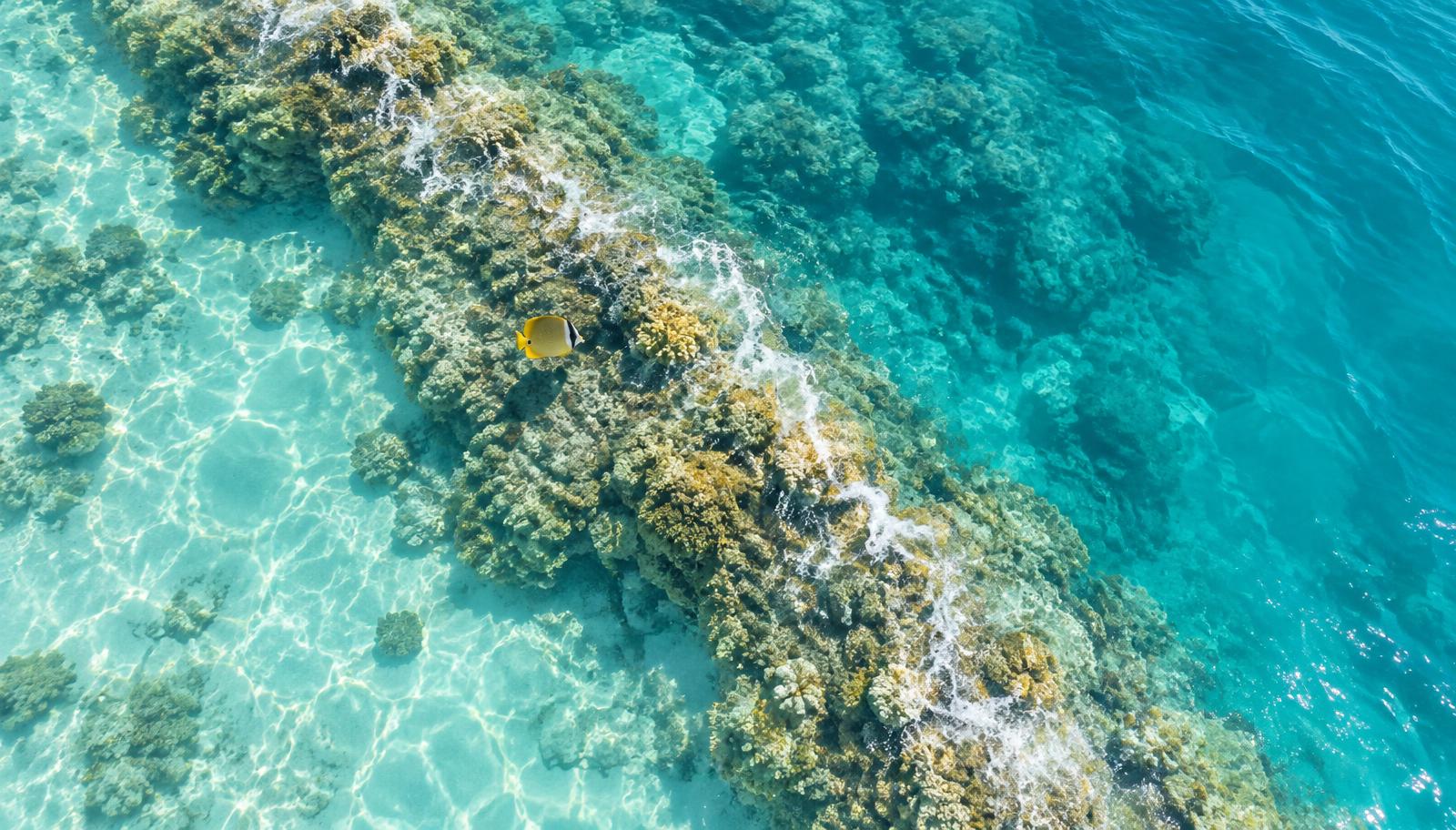 Google-Ads-Workshop: Luftaufnahme eines hellen Korallenriffs im klaren Meerwasser