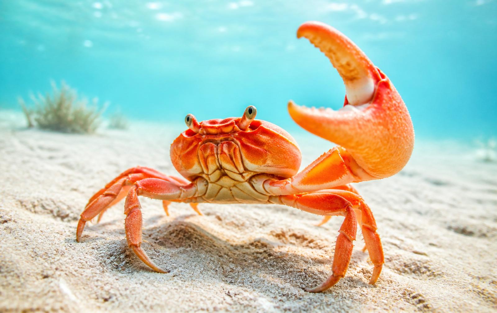 Helle orangefarbene Krabbe mit kräftiger Schere als Bild für präzise technische Werkzeuge