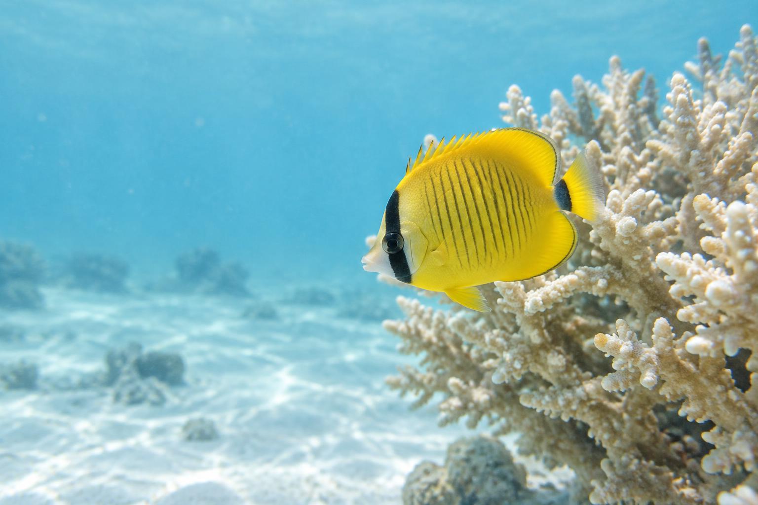 Gelber Falterfisch mit schwarzem Augenstreif vor verzweigter Koralle in hellem Flachwasser