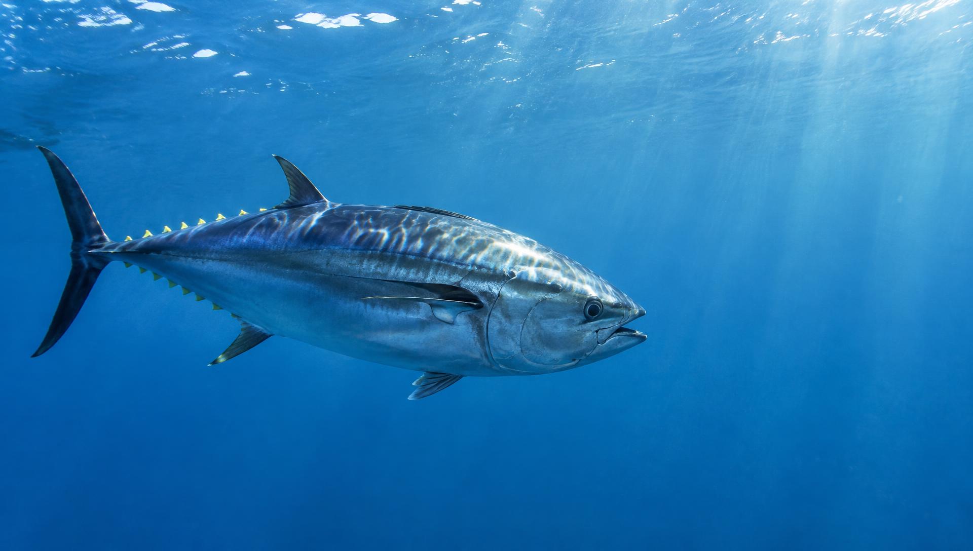 Online Marketing Agentur Zürich: Thunfisch im offenen Wasser