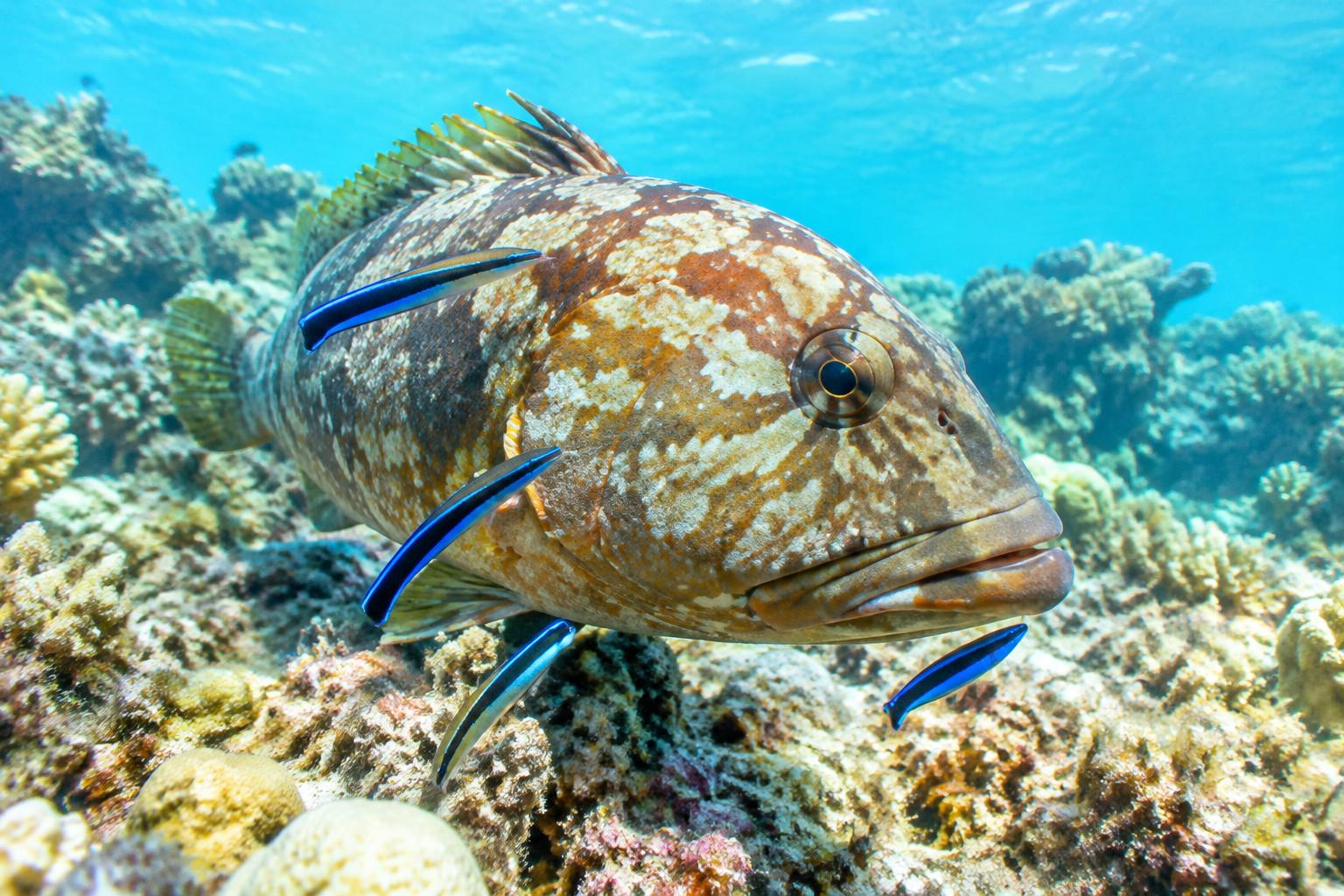 Kleine Putzerfische an einem grossen Riff-Fisch — Zusammenarbeit am Korallenriff