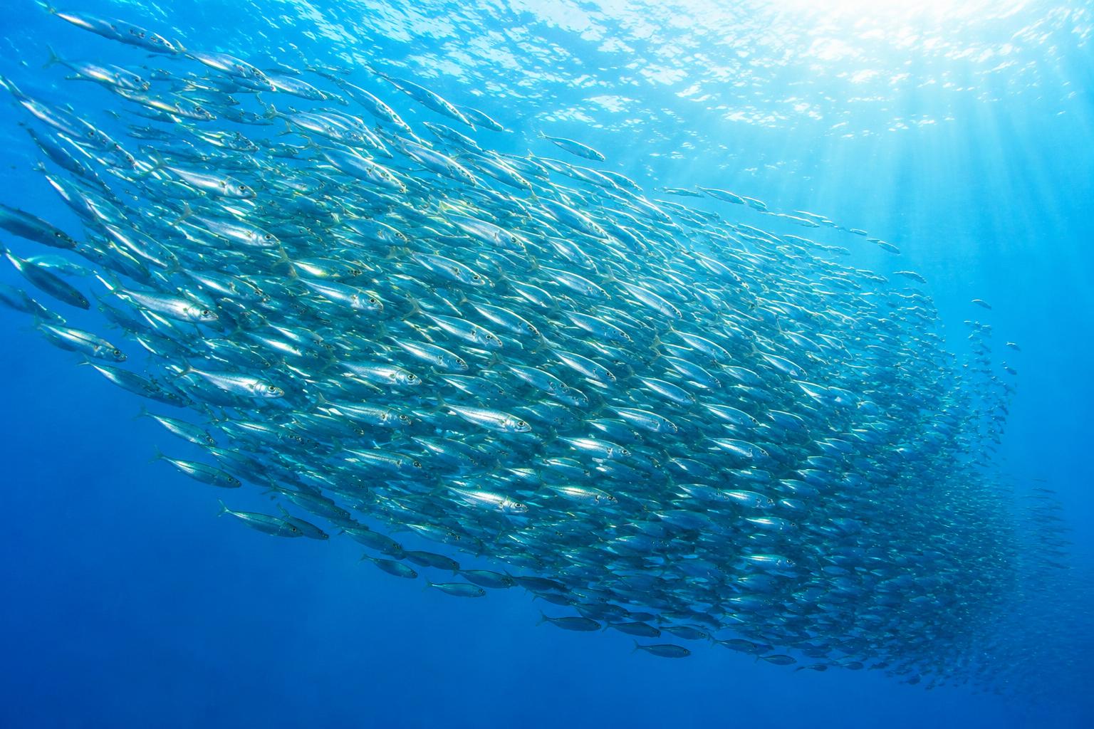 Grosser Sardinen-Schwarm bewegt sich als ein Organismus durch helles blaues Wasser