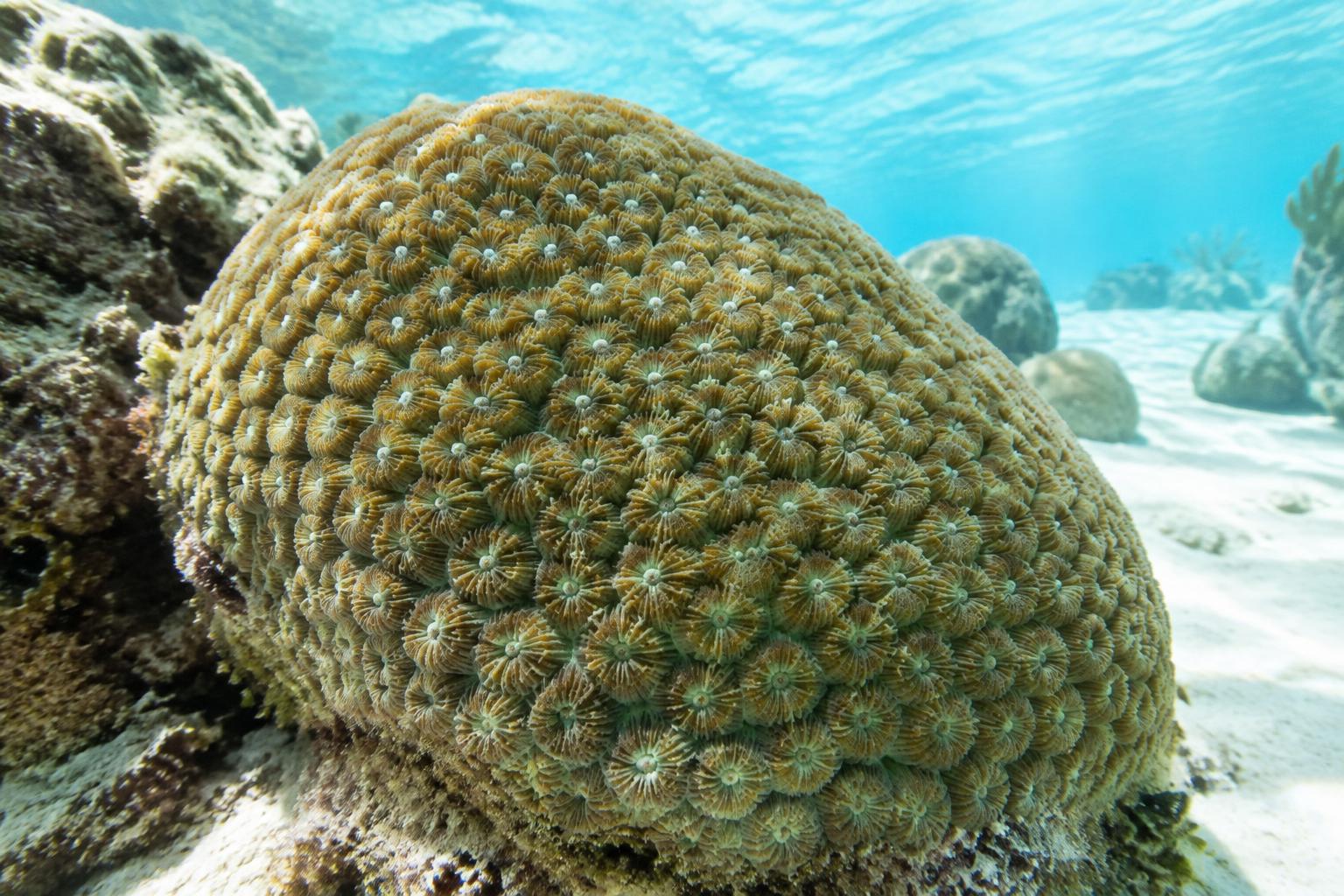 Sternkoralle mit gleichmässigem Polypenmuster in hellem Flachwasser